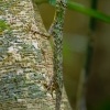 Dracek - Draco taeniopterus - Barred gliding lizard o1391